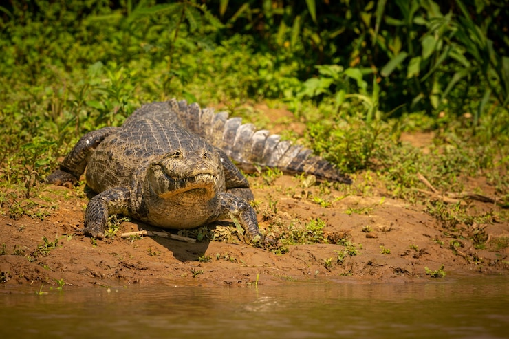 Jacaré no Pantanal