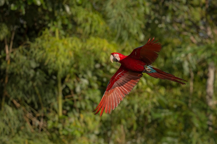 Arara do Pantanal